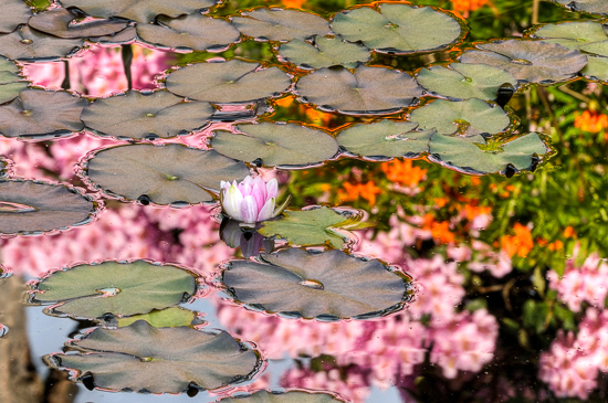 杜鹃花的反射在池塘
