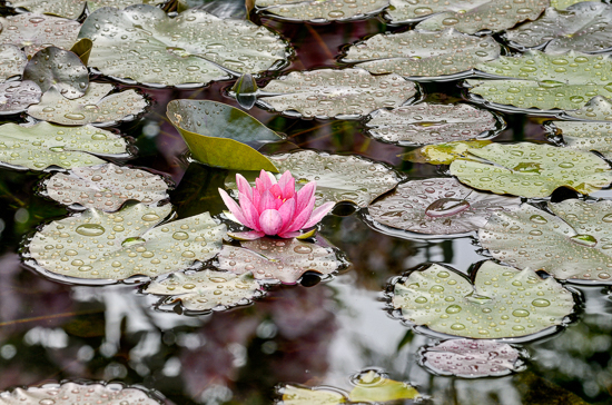 Waterlily in the Pond