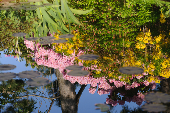 Reflection of Flowers im GardenPond